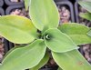 Show product details for Hosta Giantland Mouse