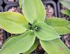 Hosta Giantland Mouse