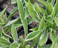 Rich green foliage with crisp white variegation