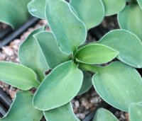 Bluish green rounded leaves.