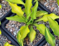 yellow foliage with green margins