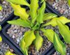 Show product details for Hosta Green Of Hearts