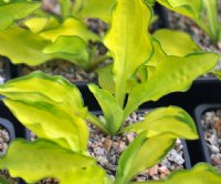 yellow foliage with green margins