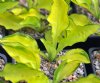 Show product details for Hosta Green with Envy