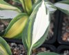 Show product details for Hosta collection