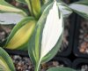 Hosta collection