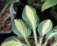 Small leaves with a yellow centre and green edges