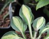 Hosta Holy Mouse Ears