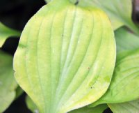 Bright golden yellow foliage on small plants