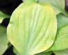 Show product details for Hosta Hydon Sunset