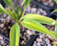 Narrow foliage with irregular yellow stripes