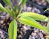 Show product details for Hosta Hyuga Uragiro