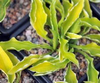 Miniature with yellow foliage and white variegation