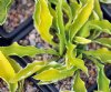 Hosta Iced Lemon