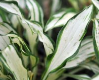 Rich green margins to an otherwise white leaf