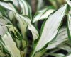Show product details for Hosta Lakeside Elfin Fire
