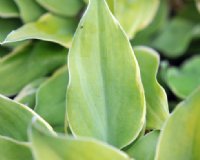 Clean white pinstripe margins on a two tone green leaf