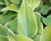 Show product details for Hosta Lakeside Scamp