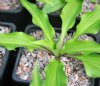 Show product details for Hosta Little Red Rooster