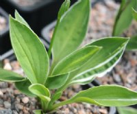 Rich green foliage with fine white margins