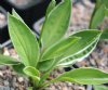 Hosta Little White ...