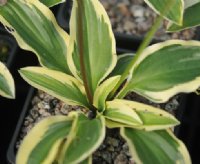 Rich green foliage with a yellow margin