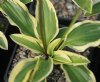 Show product details for Hosta Little Wonder