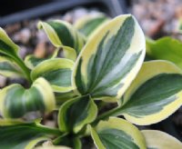 Tricoloured foliage on small plants