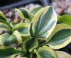 Show product details for Hosta Lucky Mouse