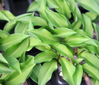 Dwarf with creamy-green variegated leaves.