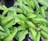 Show product details for Hosta Paradise Puppet