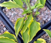 Green foliage and bright yellow variegation