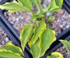 Show product details for Hosta Paradise Sunset