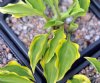 Hosta Paradise Sunset