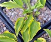 Hosta Paradise Sunset