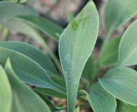 Blue-green foliage on nice compact plants.