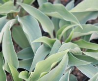 Pale blue lanceolate foliage