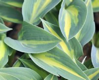 Nice blue foliage with a creamy yellow central variegation.