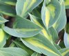 Show product details for Hosta Stand By Me