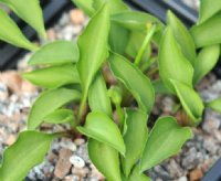 Tiny green leaved hosta