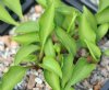 Show product details for Hosta Thumb Nail