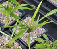 Narrow rich green foliage