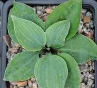 Tiny green leaved hosta