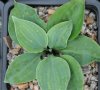 Hosta Toy Soldier