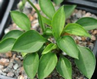 Tiny rich green leaves.