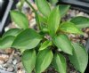 Hosta venusta Kew Form