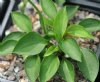 Hosta venusta Kew Form