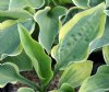 Show product details for Hosta Veronica Lake