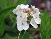 Good sized white flowers