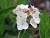 Hydrangea macrophyl...